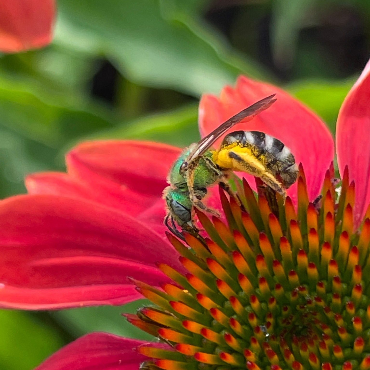 A female bicolored striped sweat bee on a red echinacea flower